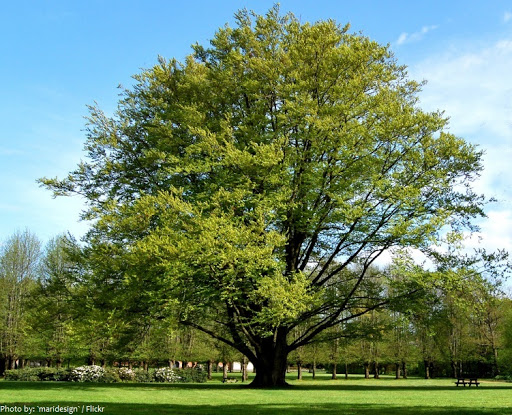 Drybrook School - Beech (Y5 &amp; Y6)